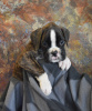 Stella x Recon Puppy
